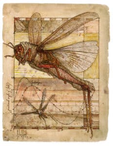 Flight of the Locust, 13x19" Signed Print